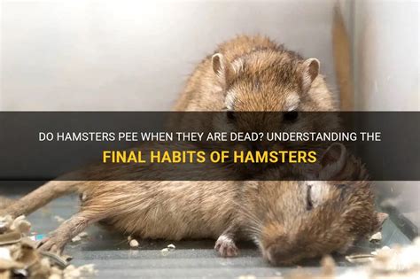 Urination Behavior of Hamsters: Understanding How Hamsters Pee